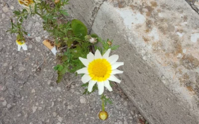 Frühling Pablo Neruda